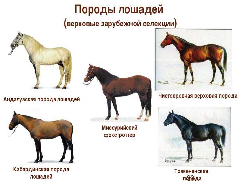 Тракененская порода лошадей: история происхождения, экстерьер, применение