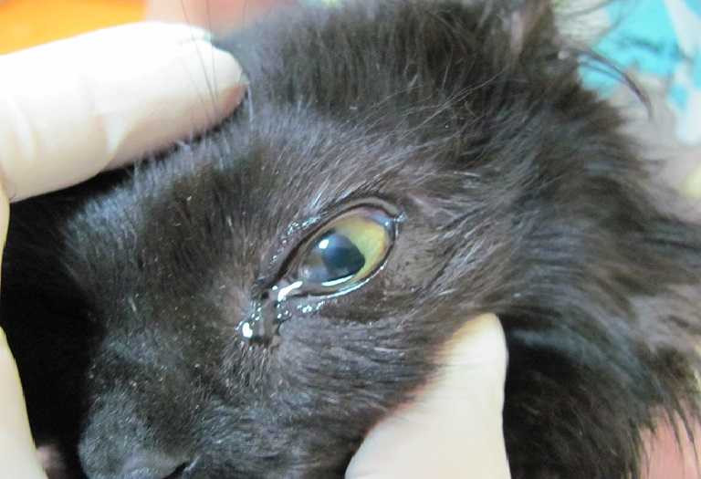 Чем и как промыть глаза котенку от гноя в домашних условиях