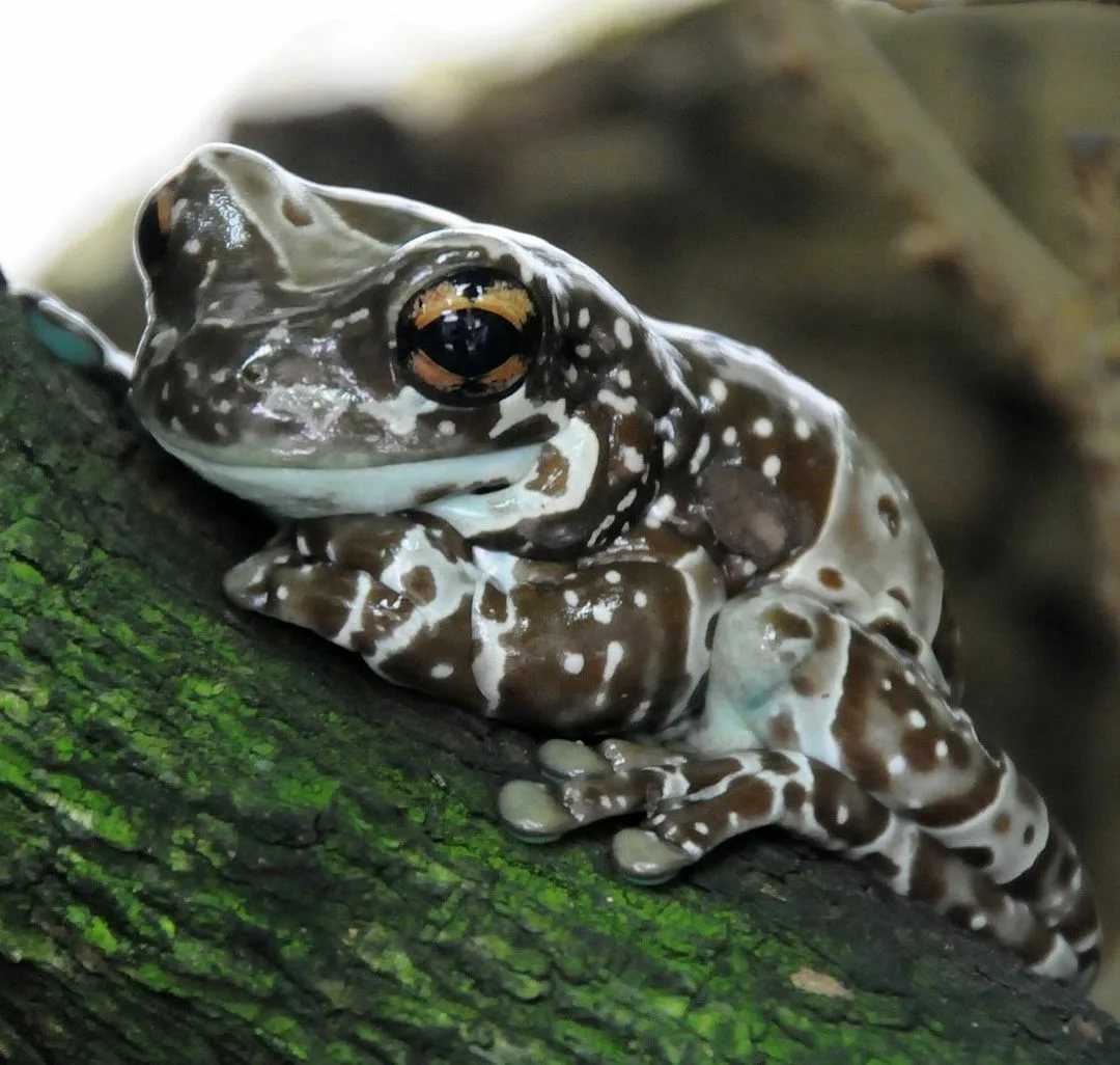 Курносые древесные лягушки защищаются от хищников слуховыми иллюзиями