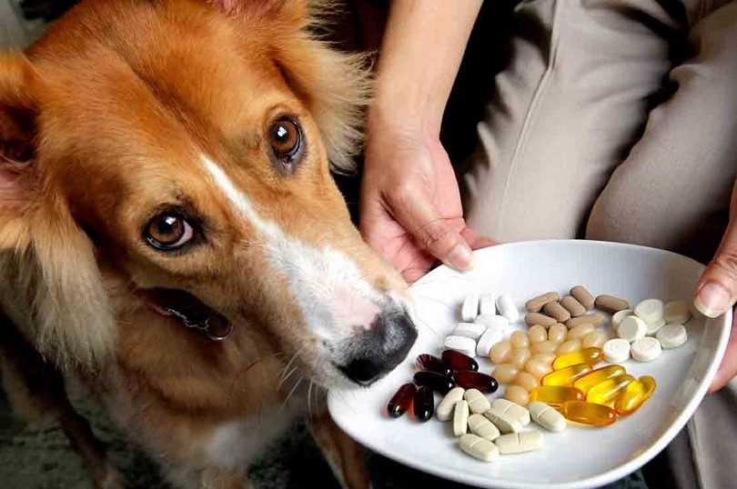 Отравление собаки ядом или поваренной солью
