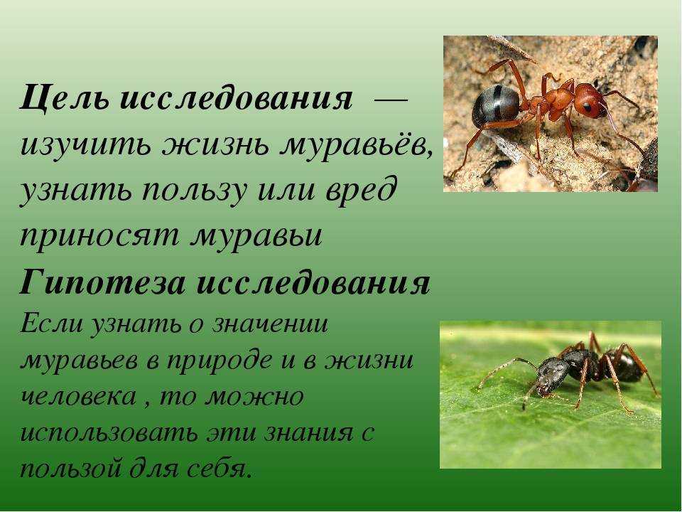 Муравьев годы жизни. Муравей. Муравьи презентация. Доклад о муравьях. Презентация про муравьев.