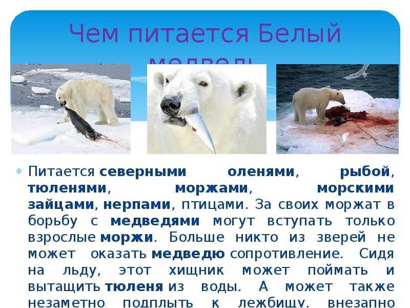 Белый медведь где обитает на каком. Сообщение о белом медведе. Рассказ о белом медведе. Доклад про белого медведя. Презентация на тему белый медведь.