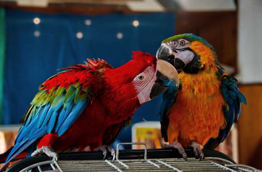 Интересные факты о попугаях, образ жизни, виды, питание, размножение, разведение