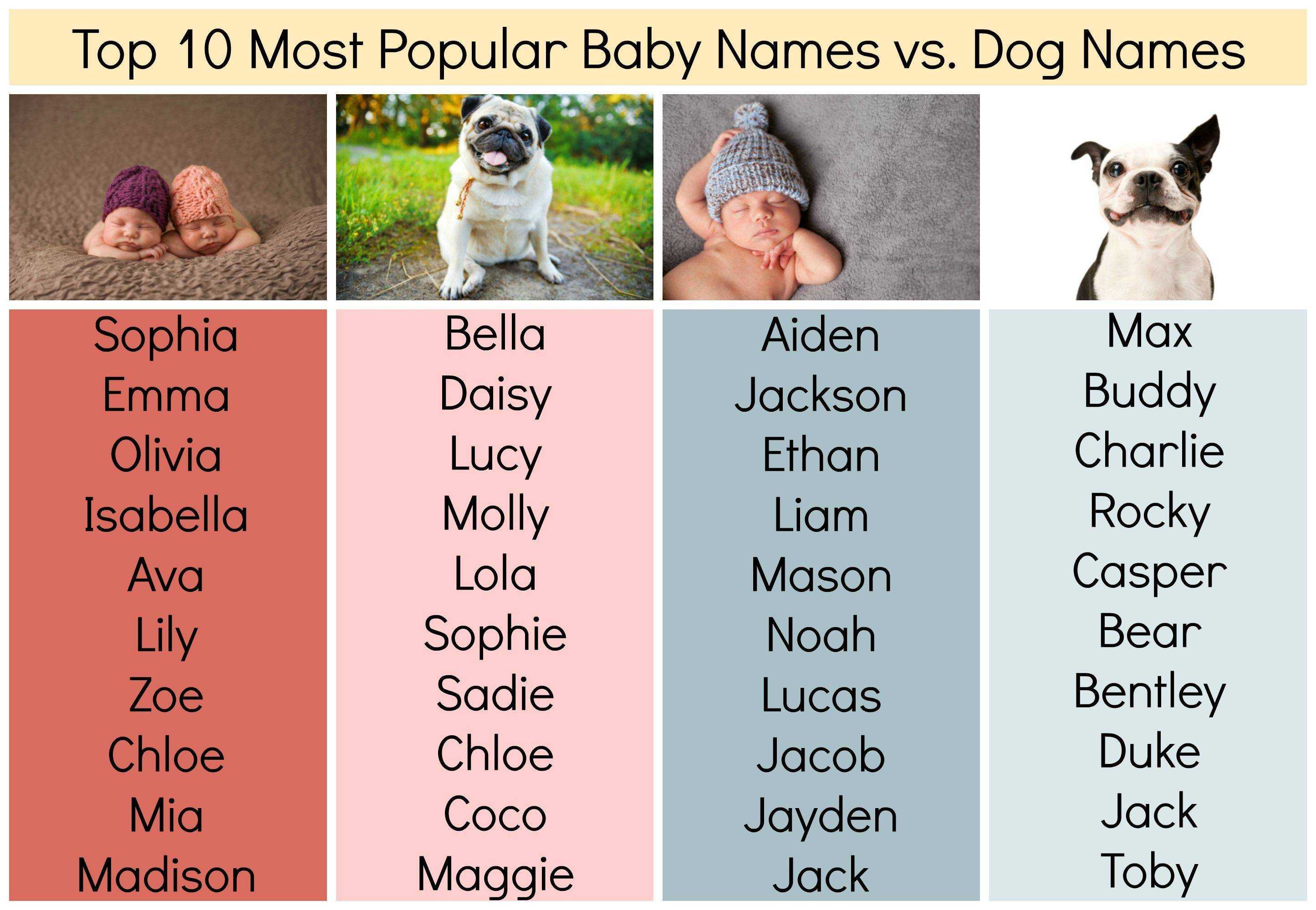 Самые популярные клички для собак в алфавитном порядке с рекомендациями