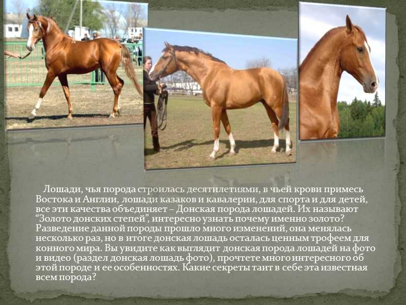 Описание пород лошадей с фотографиями