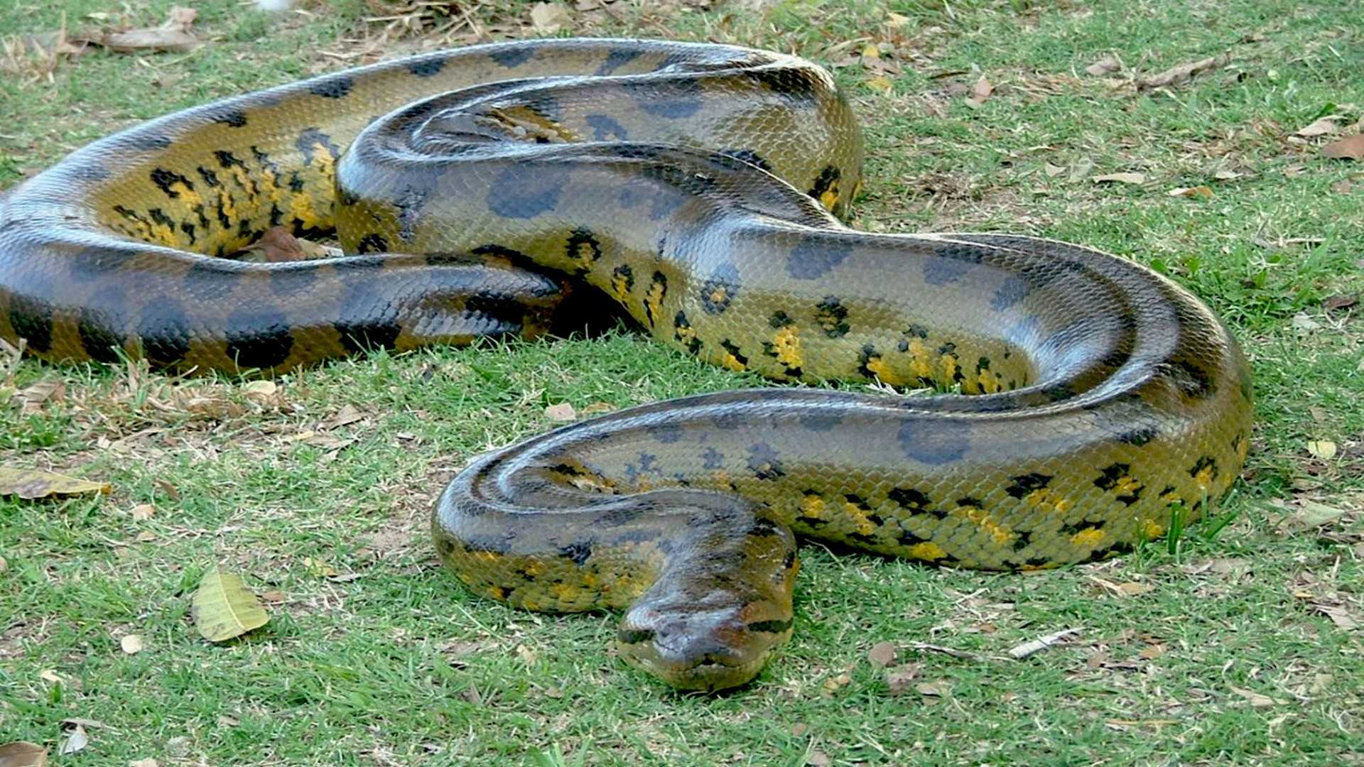 Топ 10 самые ядовитые и опасные змеи в мире (фото, видео)