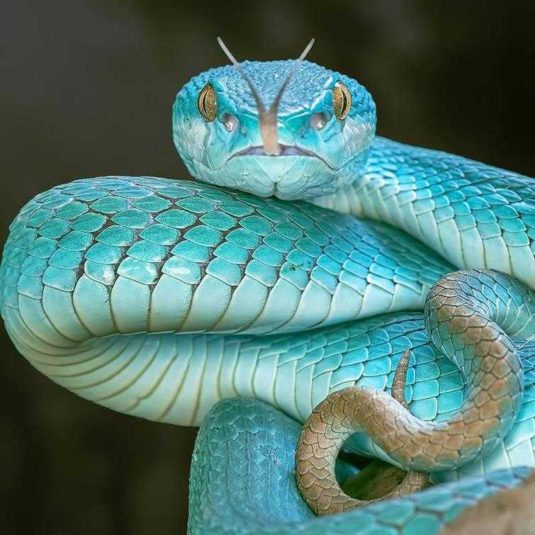 Маленькие змеи - обзор всех видов с фото и названиями, как отличить змею, окрас, что едят, сколько живут