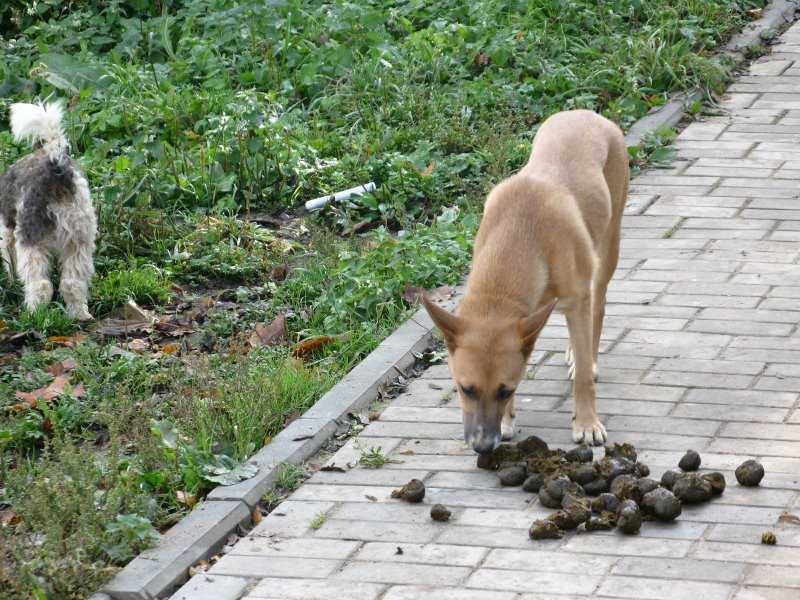 Как отучить собаку подбирать с земли на улице