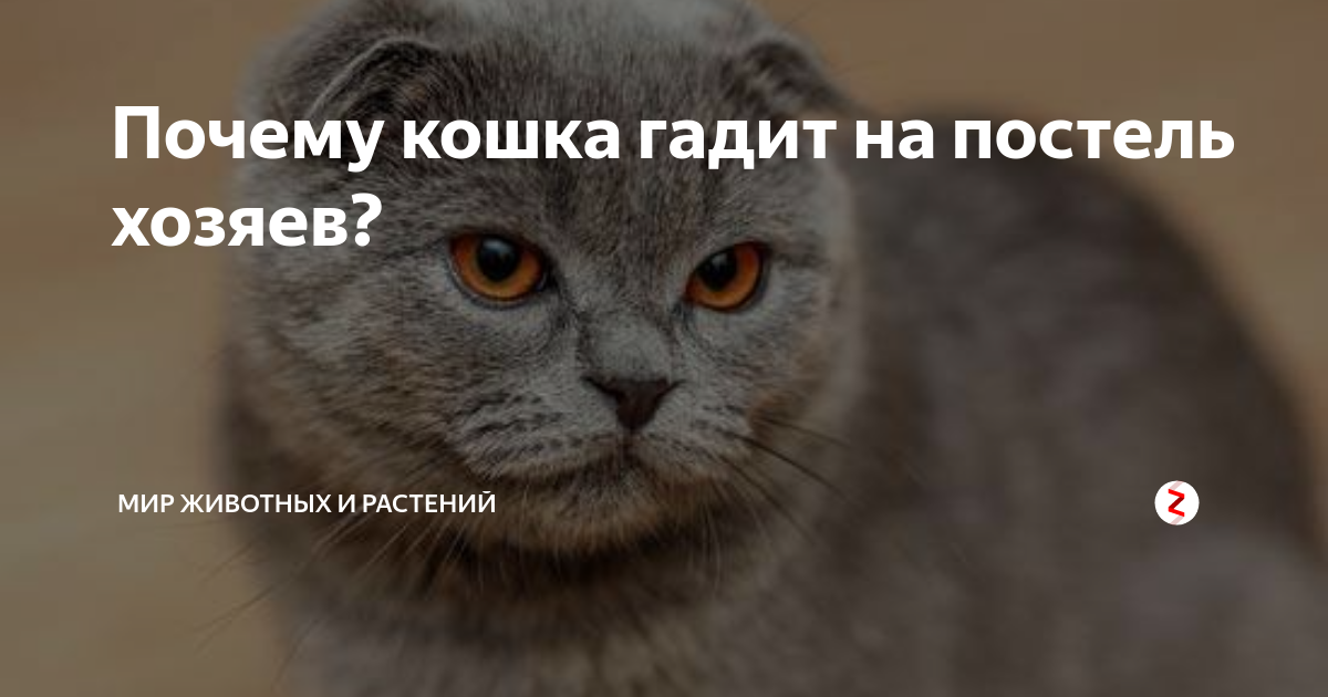 Как отучить кошку мочиться на постель - wikihow