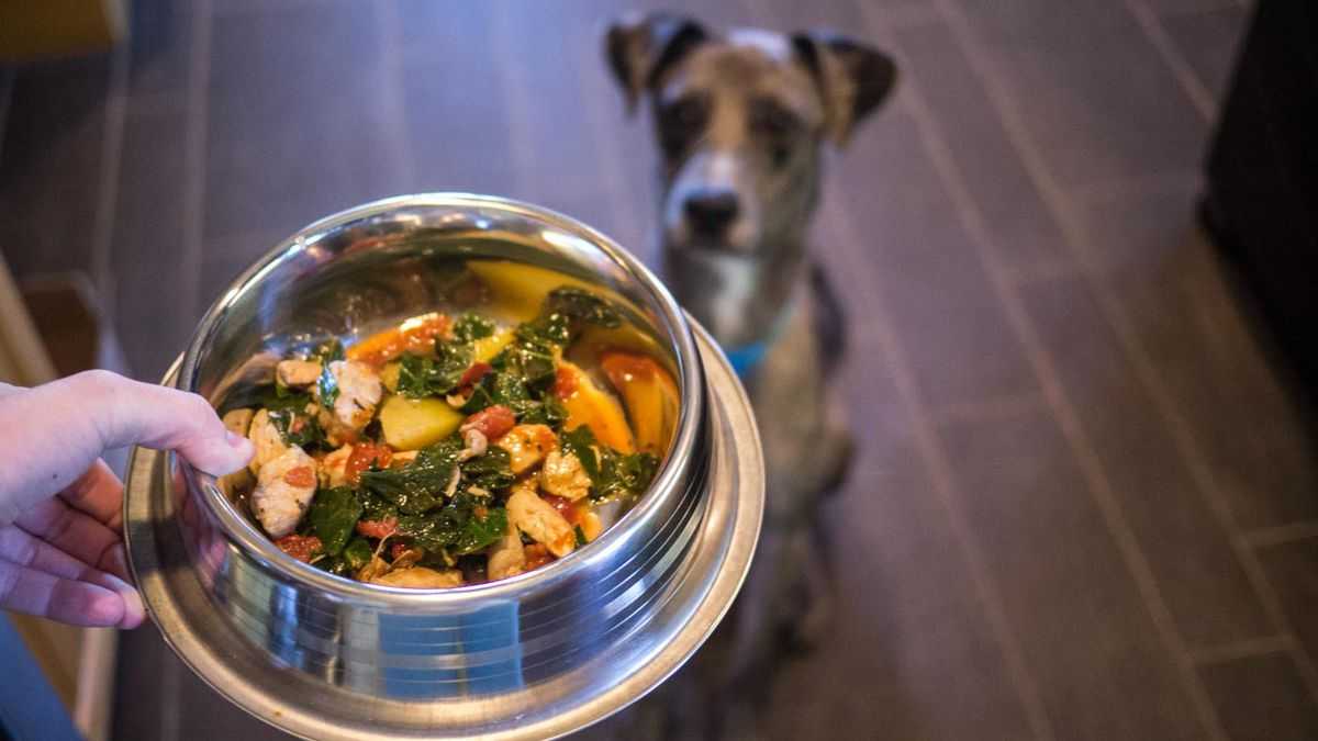 Почему собакам нельзя солить еду Польза и вред соли для собачьего организма Последствия и симптомы передозировки соли