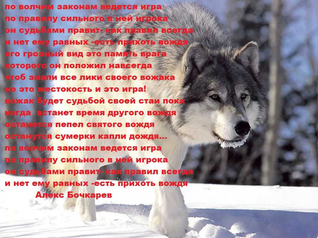 Сочинение на тему «преданность собак»сочинения по русскому языку и литературе
