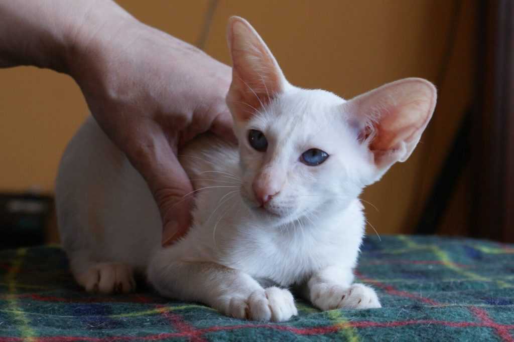 Ориентальная кошка: описание породы, характер, отзывы, фото