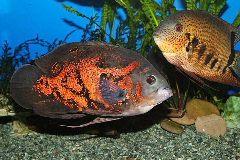 Самые большие аквариумные рыбки – топ-10 с описанием и фото