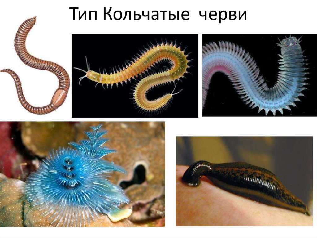 Морские кольчатые черви (annelida) и их особенности