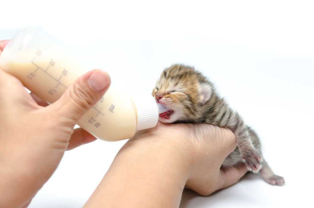Как ухаживать за маленьким котенком (новорожденным, в 1 и 2 месяца) в квартире, что нужно для ухода в домашних условиях, фото