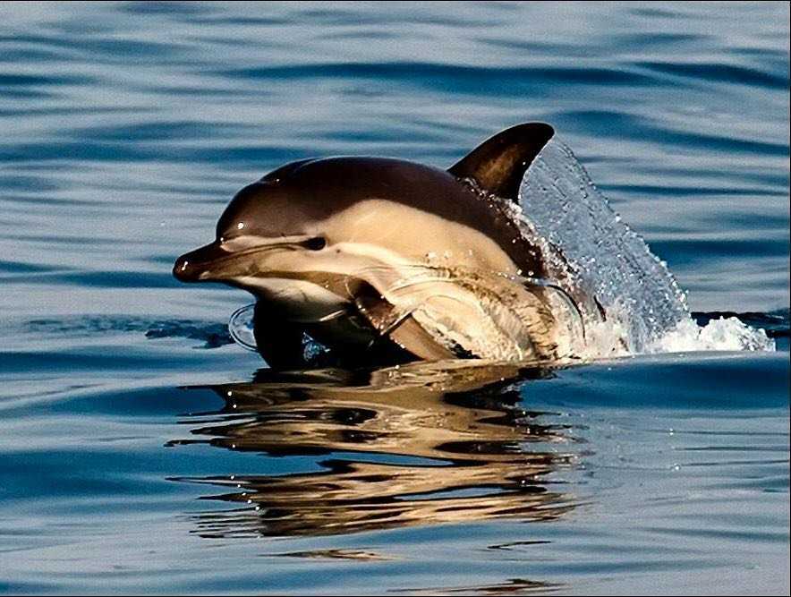 Дельфин-белобочка — вики