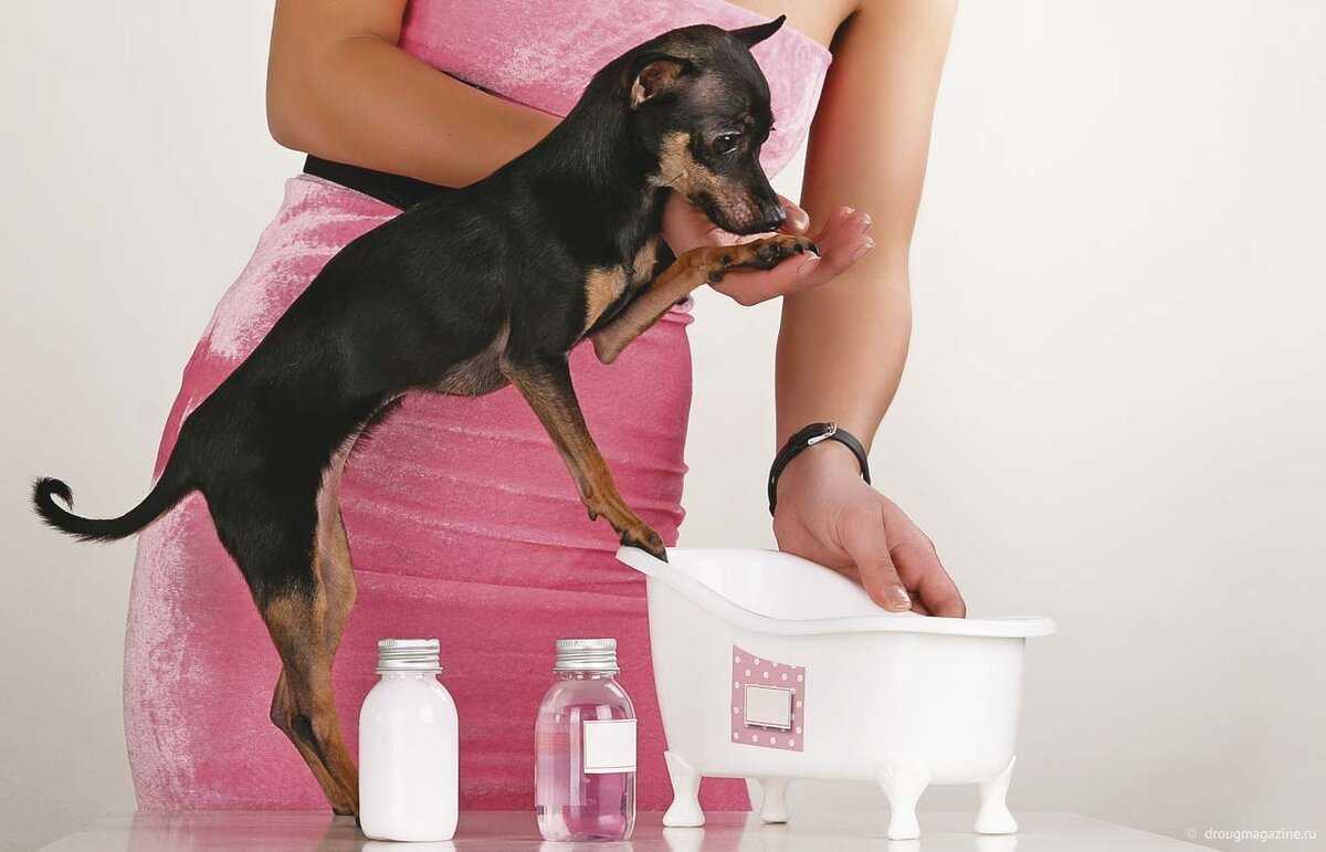 Почему нужно мыть лапы собаке после каждой прогулки и как это правильно делать