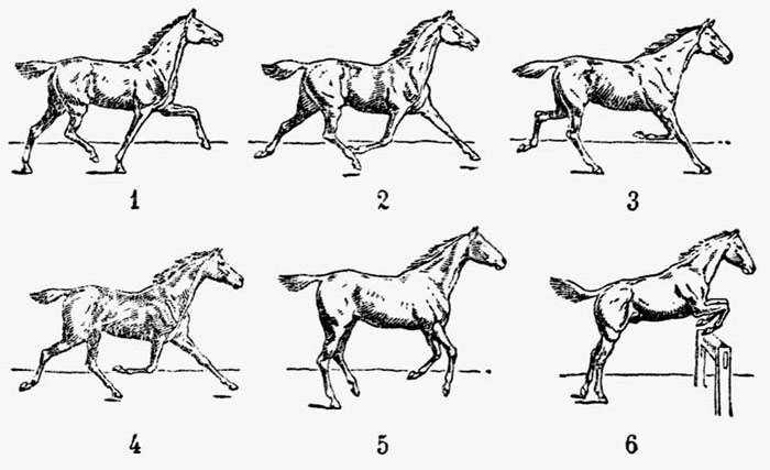 Какие бывают аллюры у лошадей