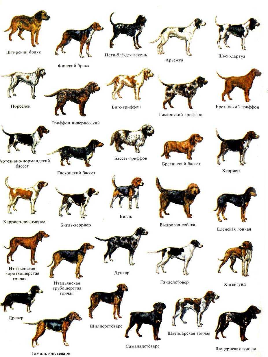 Все породы собак: описания, названия и фотографии