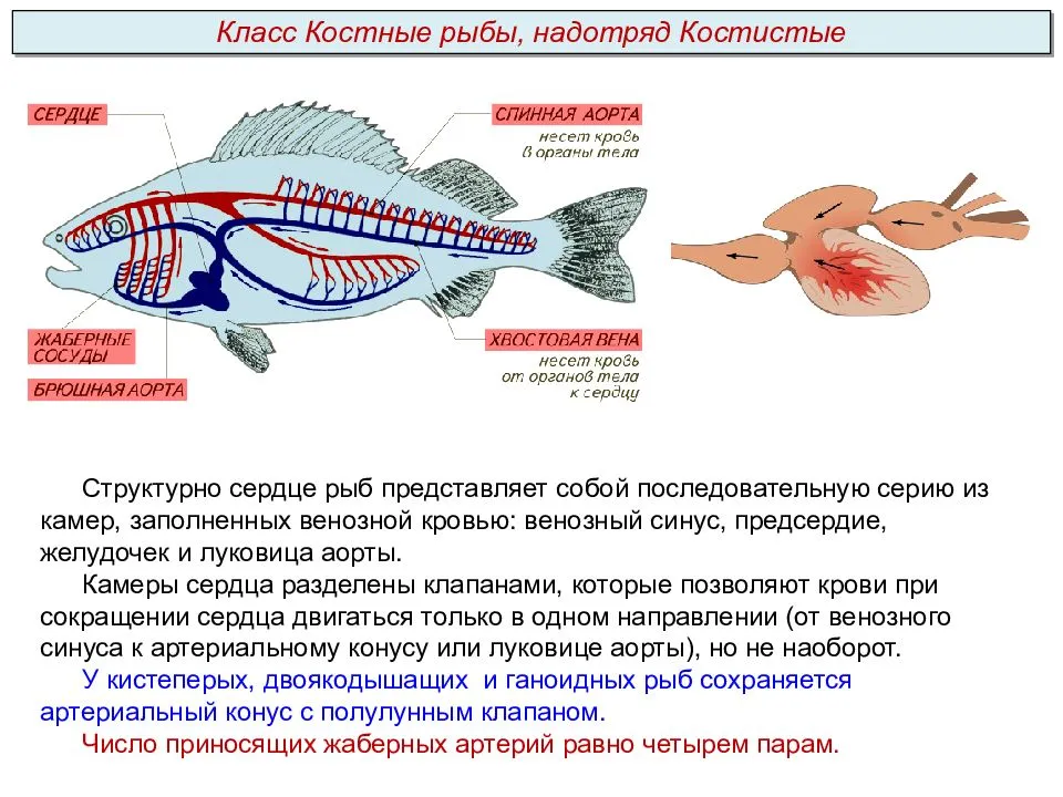Какое сердце имеет рыбы. Кровеносная система система костных рыб. Строение дыхательной системы костных рыб. Кровеносная система двоякодышащих рыб. Артериальный конус у костных рыб.