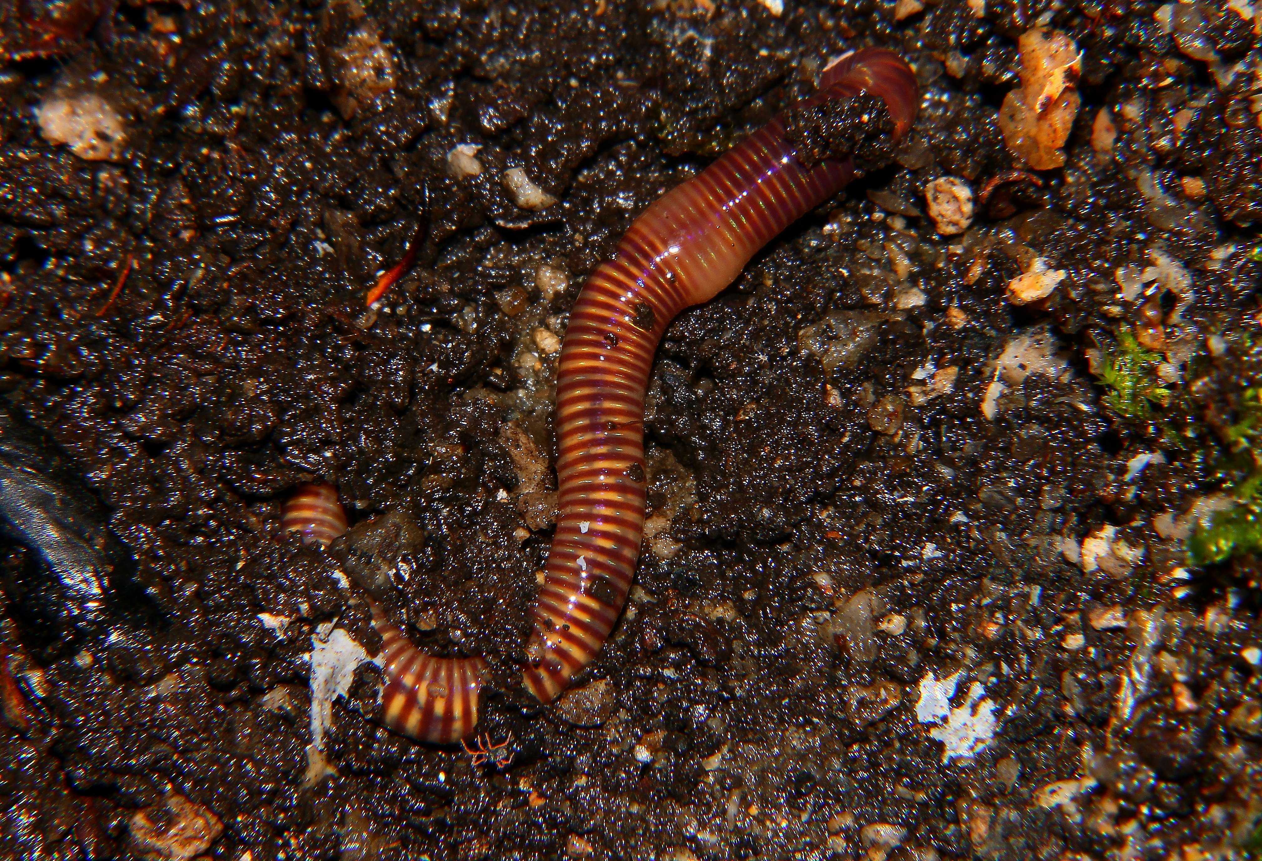 Яйца дождевого червя в земле фото