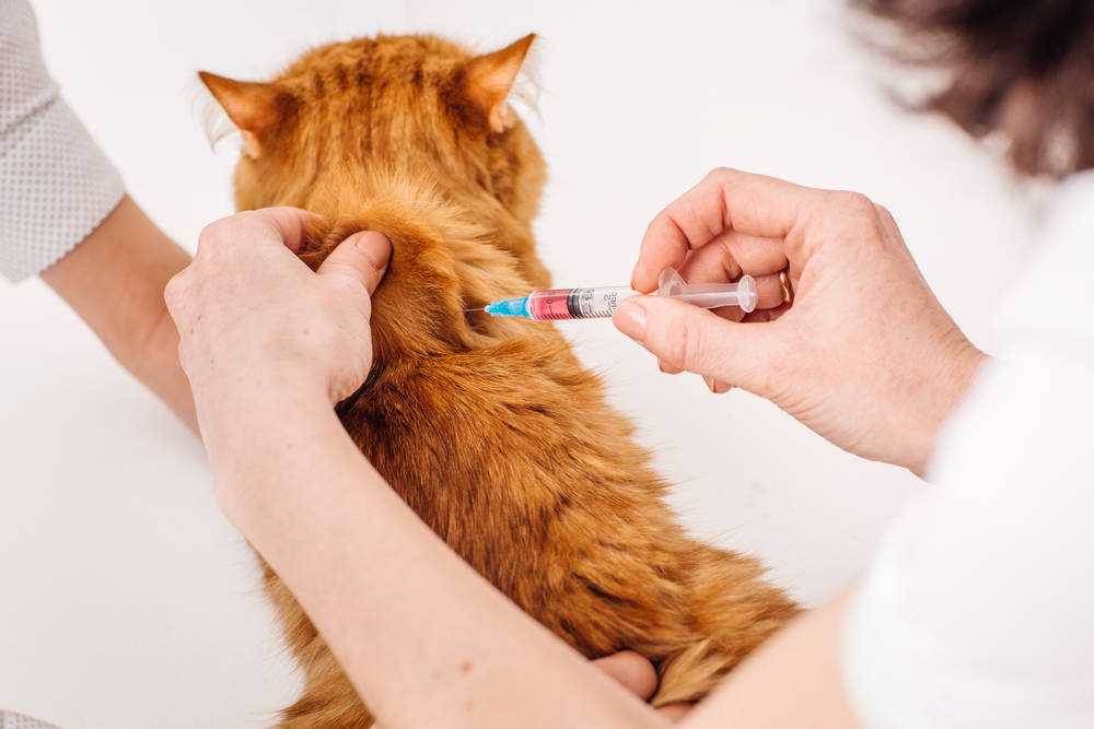 Вакцинация кошек какие. Ивермек укол кошке. Ивермек уколы для кошек дозировка. Препарат ивермек для животных от клещей.