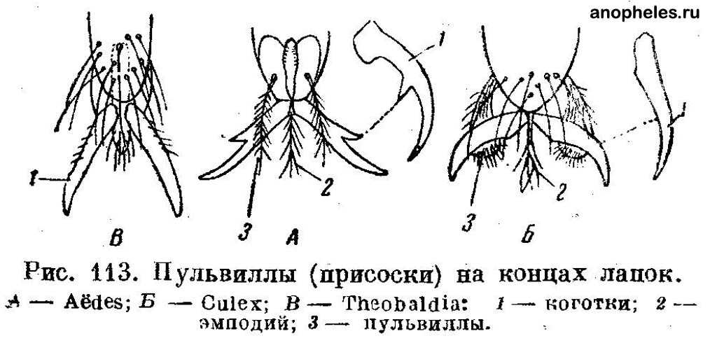 Комар рисунок с обозначениями