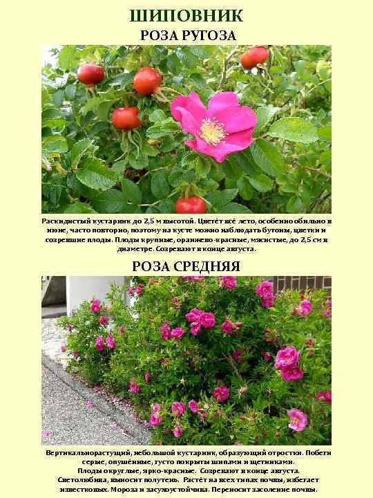 Отличие розы от шиповника по листьям фото