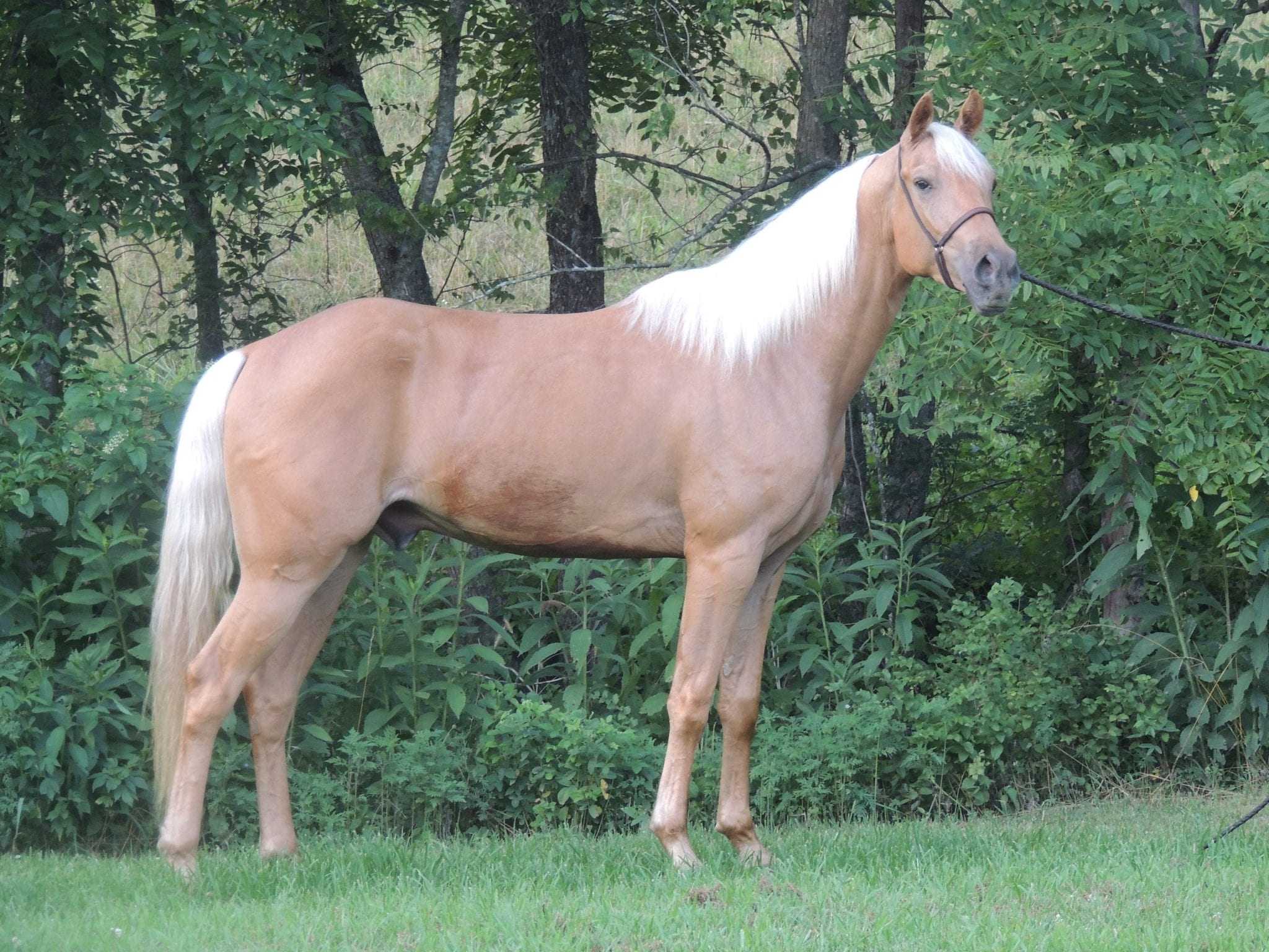 Цыганская упряжная порода лошадей тинкер: история, описание, достоинства