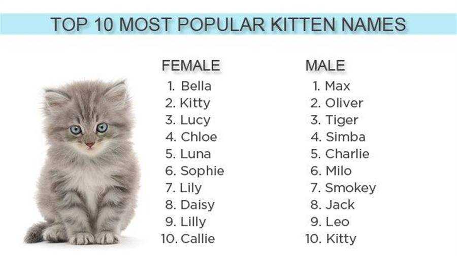 Имена и клички для котов-мальчиков