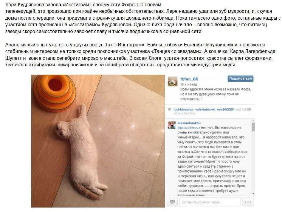 Валерия кудрявцева: «постигаю непостижимый мир котов»