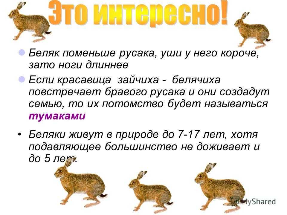 Рассмотрите рисунки двух животных разных видов одного рода сравните их заяц русак