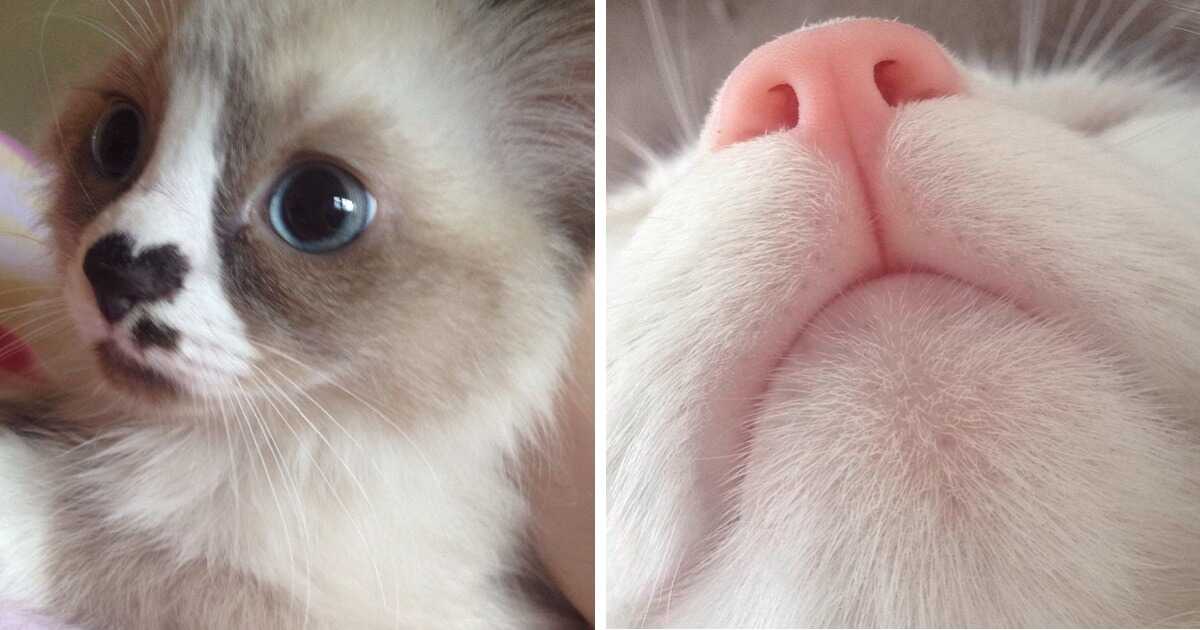 Кошка ест нос. Кошачий нос. Розовый нос.