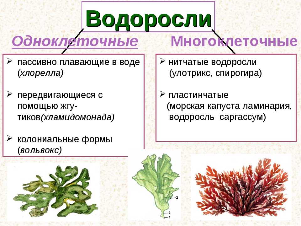 Класс водорослей биология. Схема систематика растений водоросли. Одноклеточные зелёные водоросли таблица. Многоклеточные водоросли таблица. Схема водоросли по биологии 6 класс.