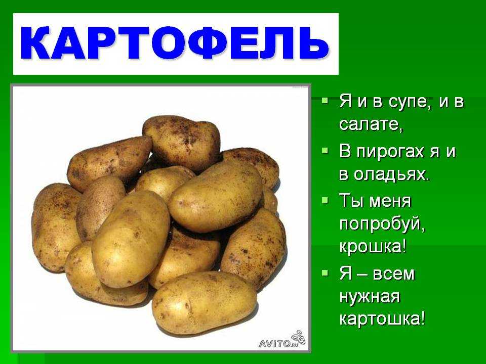Включи про картошку. Загадка про картошку. Сообщение о картошке. Картошка для презентации. Картошка для детей.