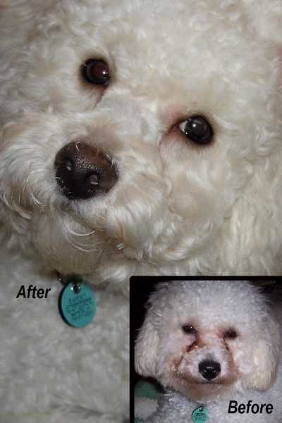 У собаки на глазу коричневое пятно: причины, лечение