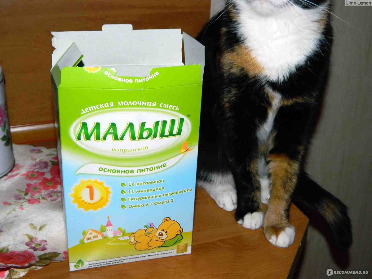Можно ли котятам молоко - молоко для котенка: полезно или вредно?