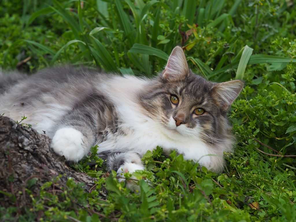 Норвежская лесная кошка - вики