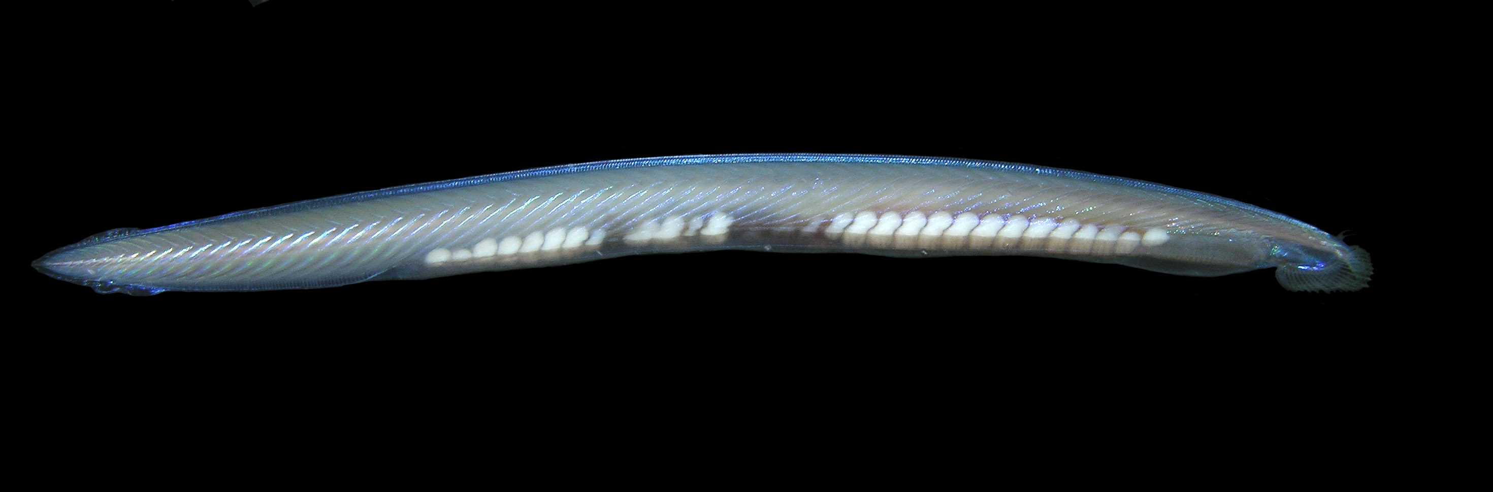 Ланцетник моллюск. Ланцетник Branchiostoma lanceolatum. • Ланцетник (amphioxus),. Головохордовые ланцетник. Ланцетник плоский червь.