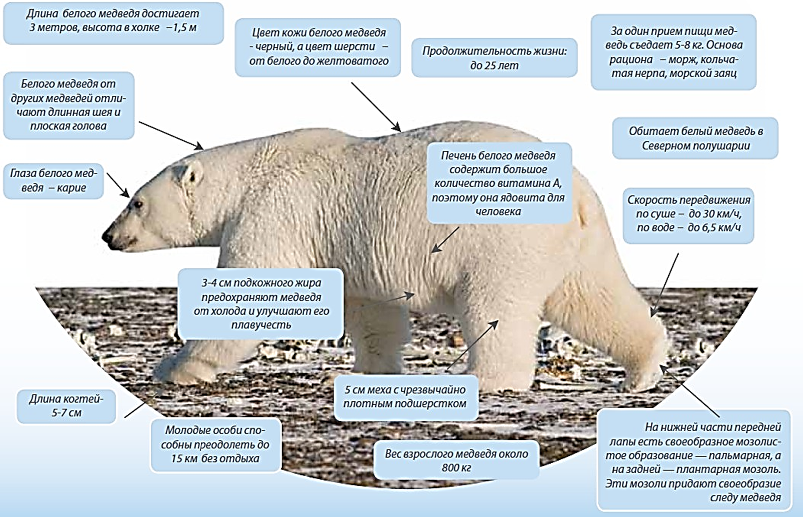 Какая более мощная структура кожи у тюленей. Бурый медведь внутреннее и внешнее строение. Внешнее строение бурого медведя. Строение белого медведя. Белый медведь строение тела.