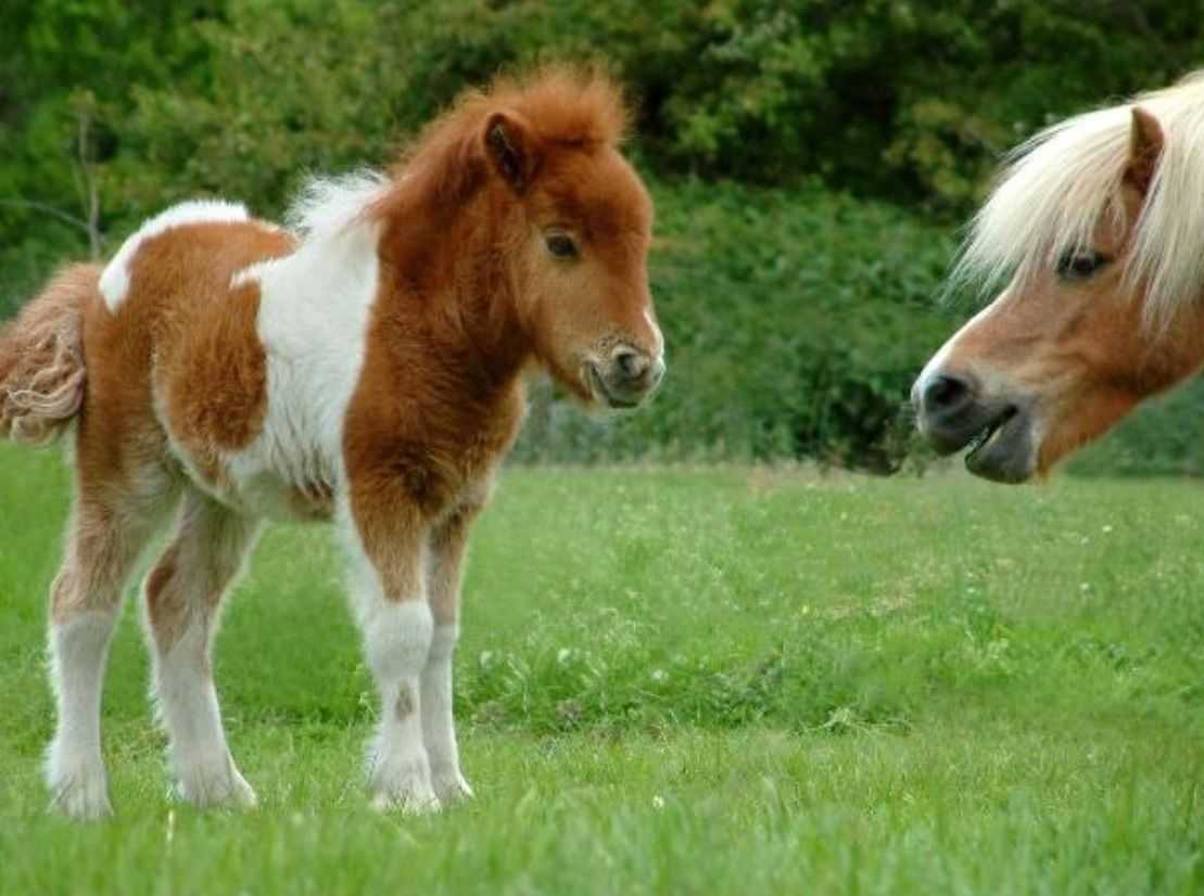 Карликовая лошадь: породы мини-лошадей