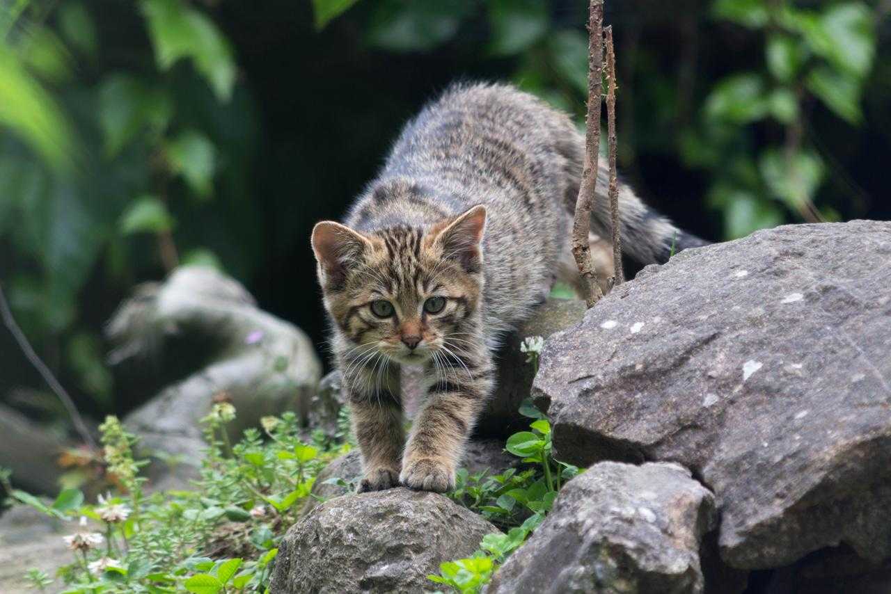 Лесной кот. образ жизни и среда обитания лесного кота | животный мир