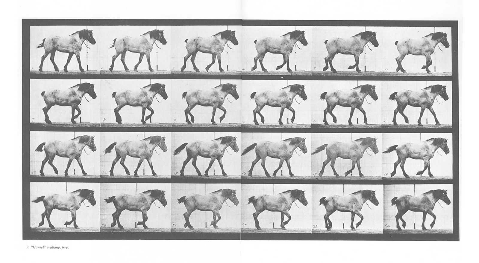 Аллюры лошадей. виды и их характеристика: шаг, рысь, галоп и иноходь