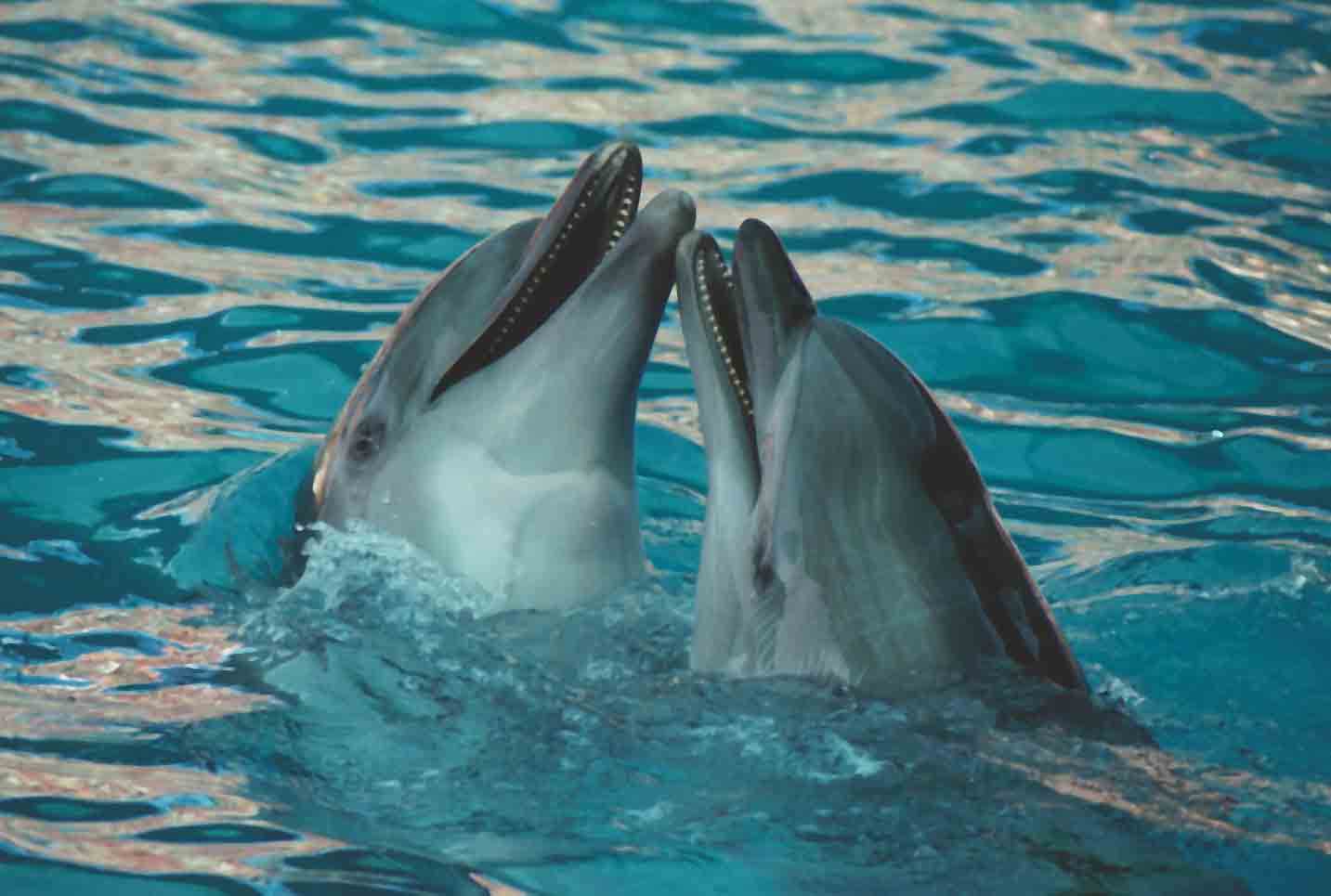 Люди и дельфины: любовь или… почему люди любят дельфинов?