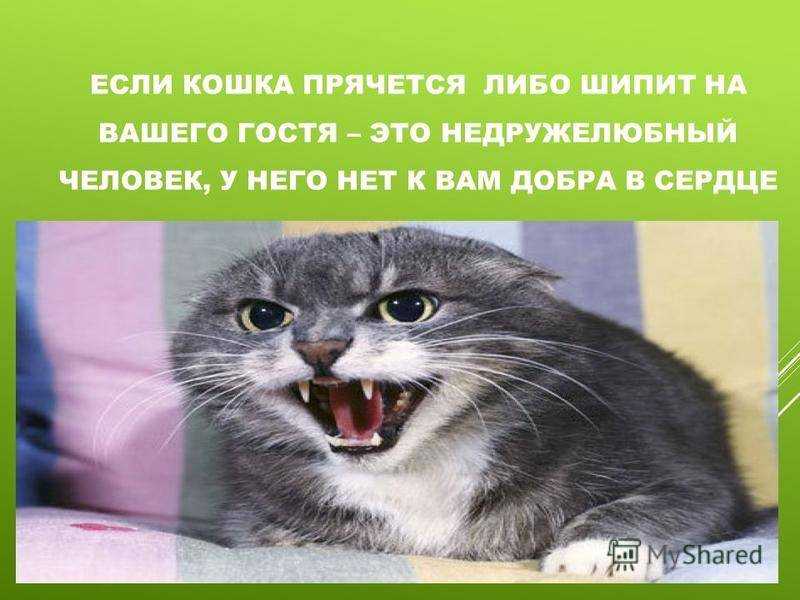Почему может шипеть кошка, в том числе на хозяина Как успокоить агрессивное животное разными способами Отзывы владельцев