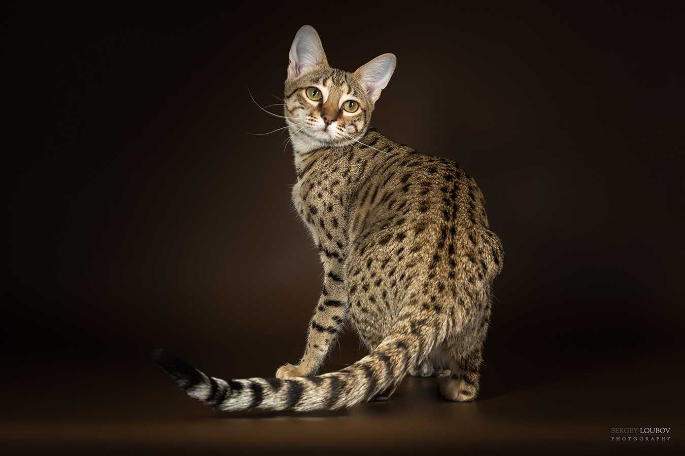 Саванна – фото кошки, цена, особенности породы, характер, отзывы владельцев