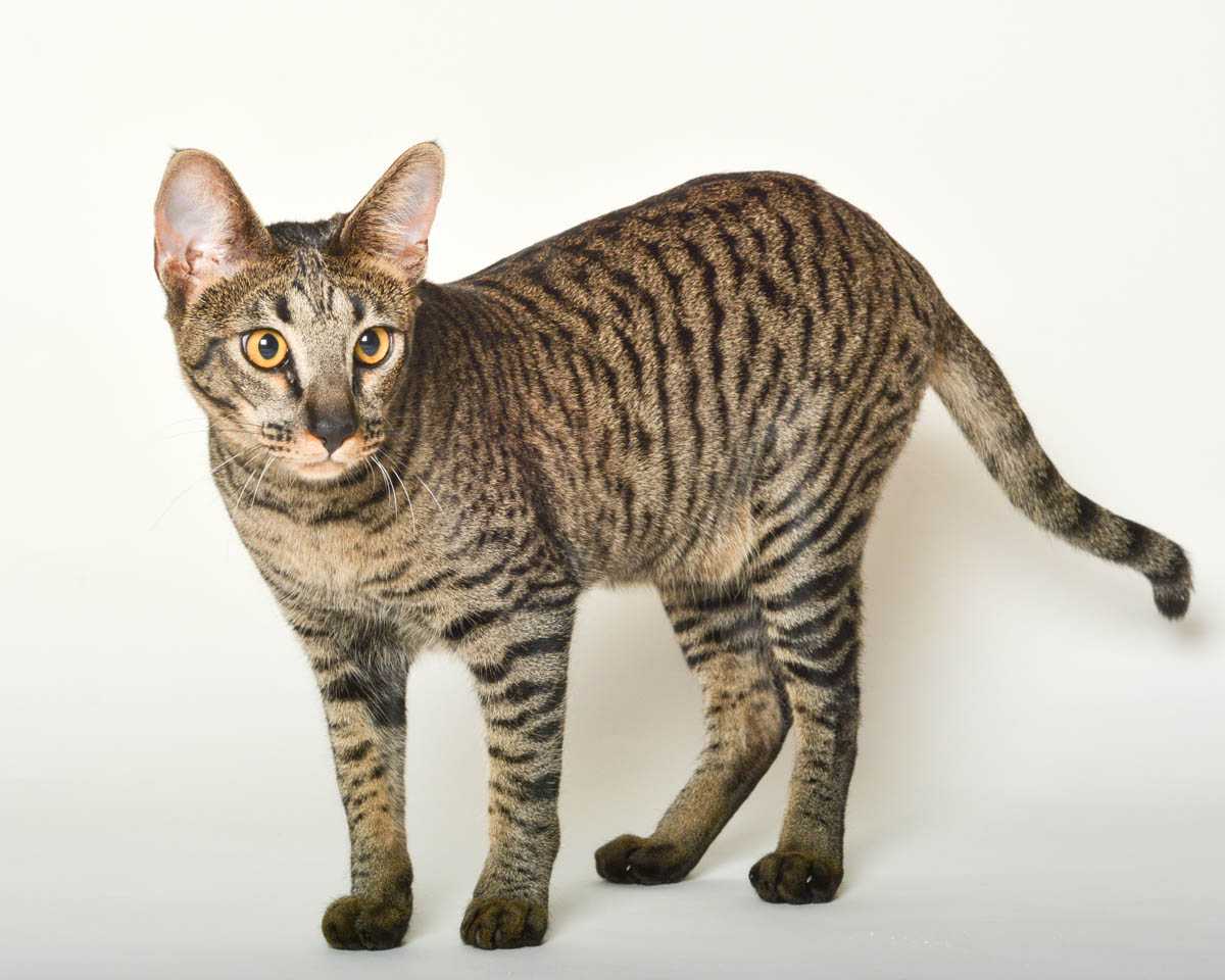 Азиатская табби — описание пород котов