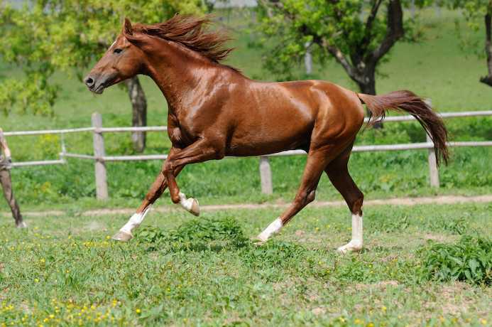 Верховые породы лошадей: описание и характеристики