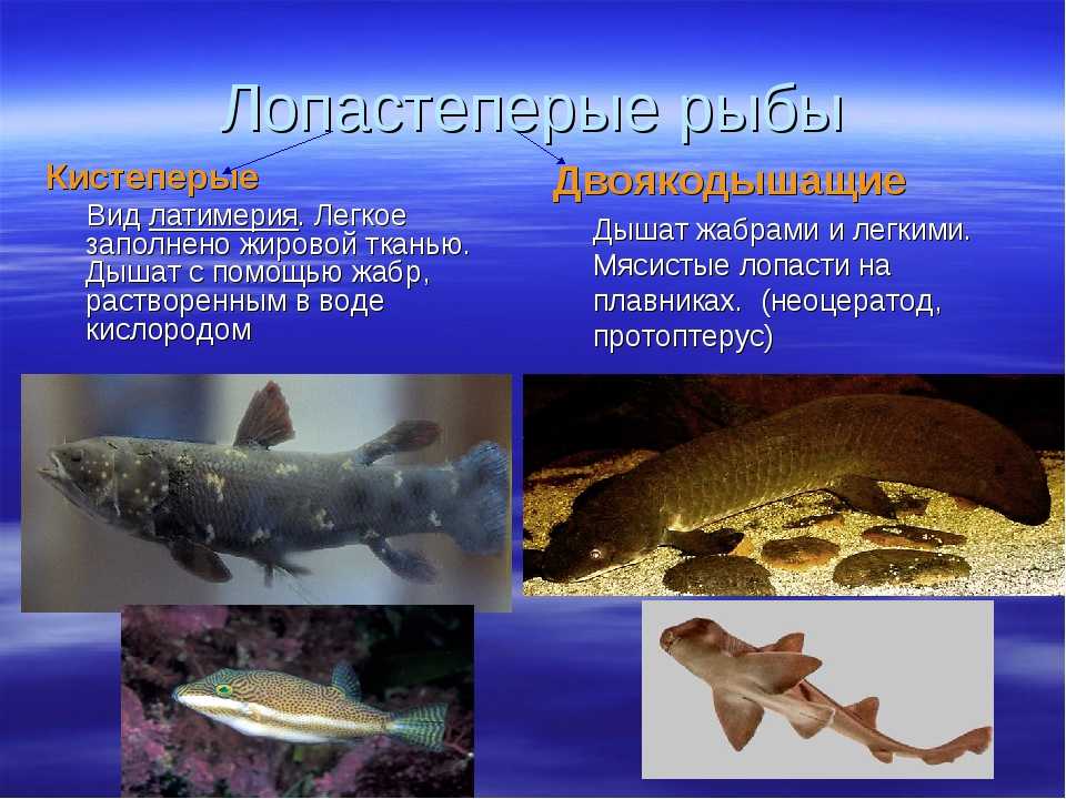 Какие особенности кистеперых рыб. Латимерия и рогозуб. Лопастеперые (кистеперые и двоякодышащие).. Латимерия двоякодышащая рыба. Представители подкласса кистеперые.