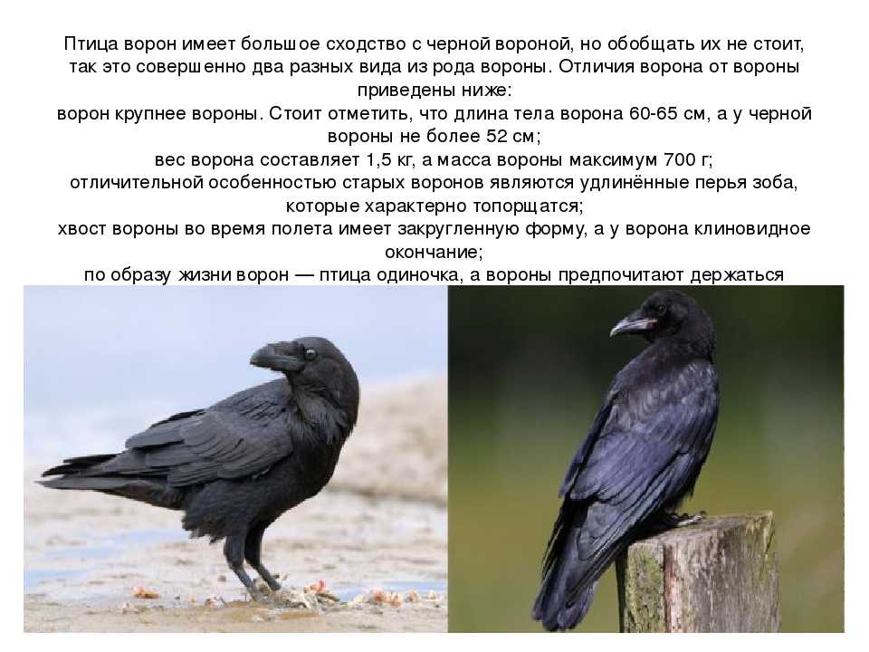 Серая ворона (corvus cornix) — описание, поведение, содержание в доме